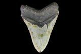 Megalodon Tooth - North Carolina #82922-2